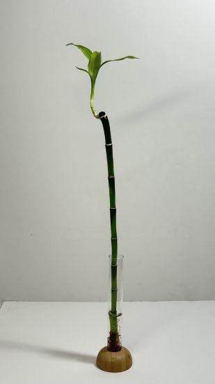 صورة نبتة البامبو